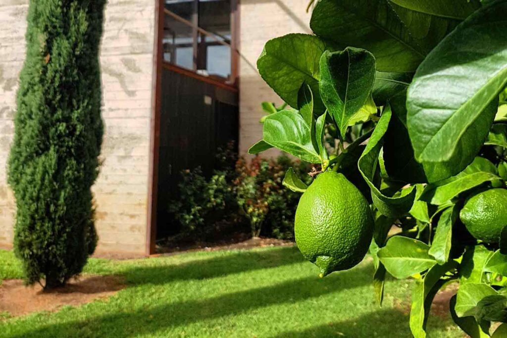 lime-sorting-shed-resized